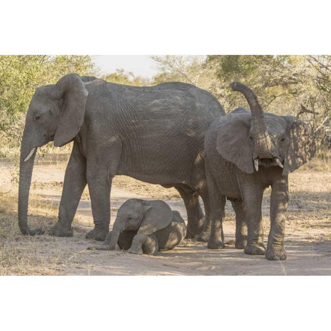 South Africa, Elephants in shade Gold Ornate Wood Framed Art Print with Double Matting by Lord, Fred