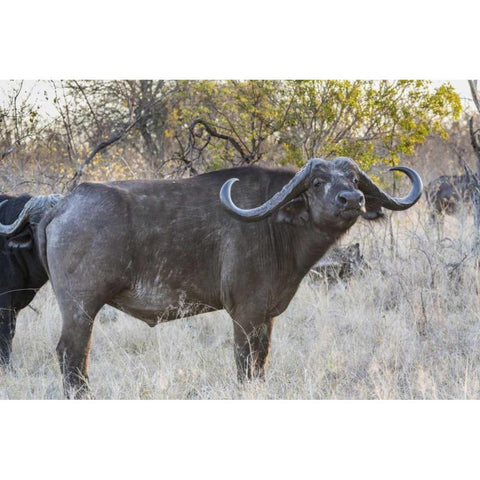 South Africa, Side view of Cape buffalo White Modern Wood Framed Art Print by Lord, Fred