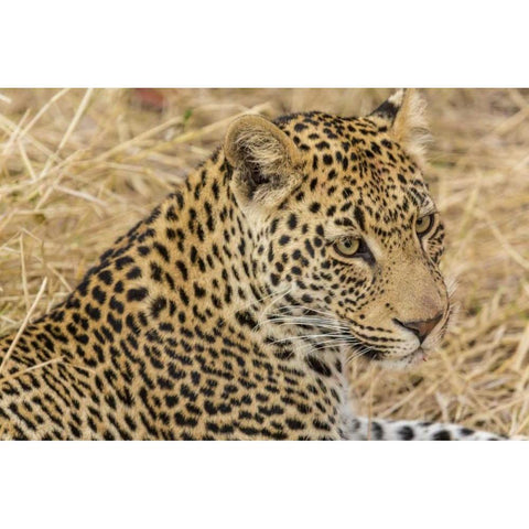 South Ngala Private Game Reserve Adult leopard White Modern Wood Framed Art Print by Lord, Fred