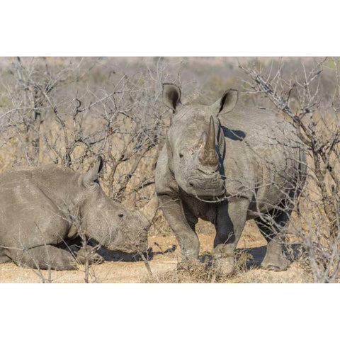 South Africa White rhinos in a barren landscape Black Modern Wood Framed Art Print by Lord, Fred