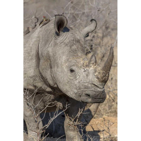 South Ngala Private Game Reserve White rhino Black Modern Wood Framed Art Print by Lord, Fred