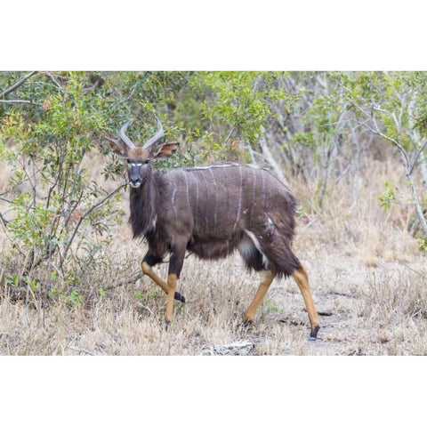 Africa, South Africa Greater kudu antelope Black Modern Wood Framed Art Print with Double Matting by Lord, Fred