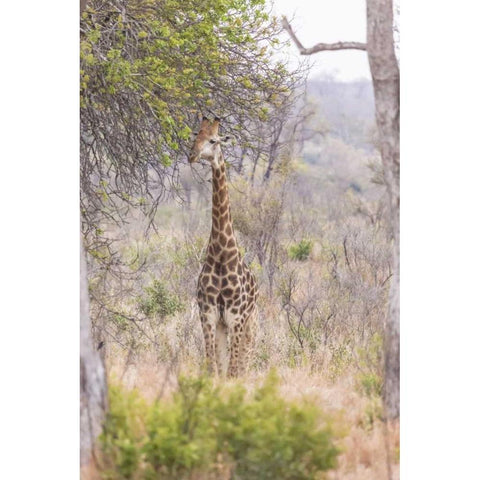 Africa, South Africa Giraffe stands under tree Gold Ornate Wood Framed Art Print with Double Matting by Lord, Fred