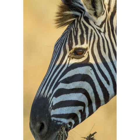 Africa, South Africa Profile of zebra Gold Ornate Wood Framed Art Print with Double Matting by Lord, Fred