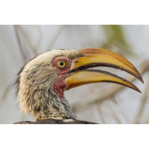 South Africa Yellow-billed hornbill bird Gold Ornate Wood Framed Art Print with Double Matting by Lord, Fred