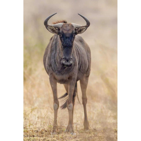 Africa, South Africa Frontal view of gnu Black Modern Wood Framed Art Print with Double Matting by Lord, Fred