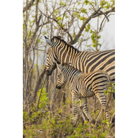 Africa, South Africa Mother and juvenile zebras Black Modern Wood Framed Art Print with Double Matting by Lord, Fred