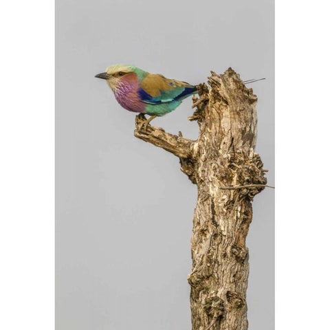 South Africa Lilac-breasted roller bird on stump White Modern Wood Framed Art Print by Lord, Fred