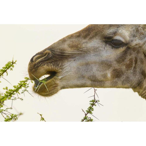 South Africa Giraffe feeding on acacia leaves Black Modern Wood Framed Art Print by Lord, Fred