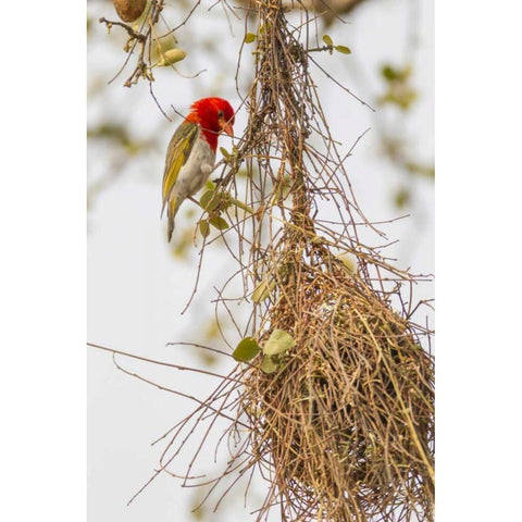 South Africa Male red-headed weaver on nest Black Modern Wood Framed Art Print by Lord, Fred