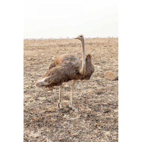 South Africa Female ostrich in mating display Black Modern Wood Framed Art Print with Double Matting by Lord, Fred