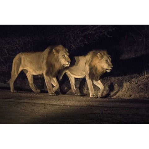 South Africa, Two male lions walking at night Black Modern Wood Framed Art Print by Zuckerman, Jim