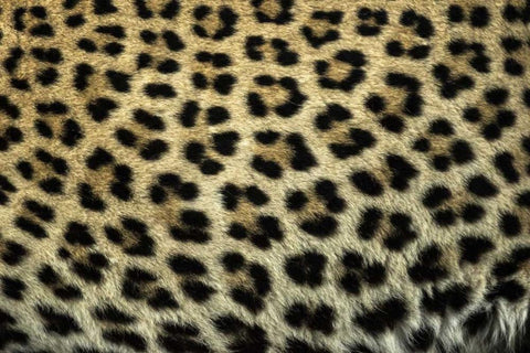 South Africa Close up of Leopard spots White Modern Wood Framed Art Print with Double Matting by Zuckerman, Jim