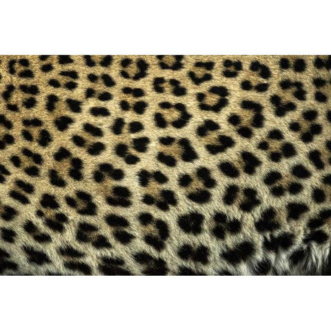 South Africa Close up of Leopard spots Black Modern Wood Framed Art Print by Zuckerman, Jim