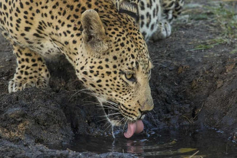 South Africa, Leopard drinking from a waterhole White Modern Wood Framed Art Print with Double Matting by Zuckerman, Jim