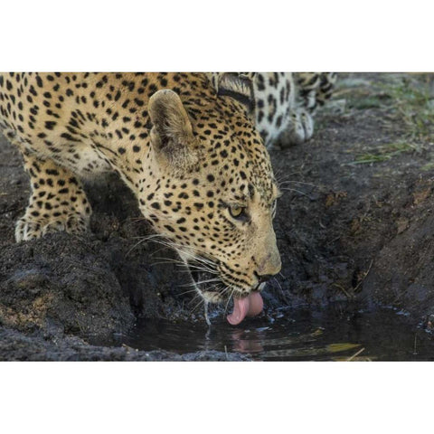South Africa, Leopard drinking from a waterhole White Modern Wood Framed Art Print by Zuckerman, Jim