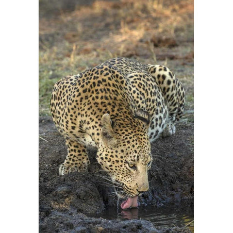 South Africa, Leopard drinking from a waterhole Black Modern Wood Framed Art Print by Zuckerman, Jim