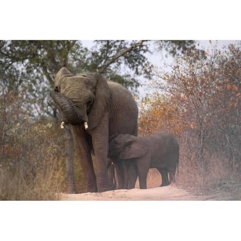 South Africa, Nursing baby elephant Black Modern Wood Framed Art Print by Zuckerman, Jim