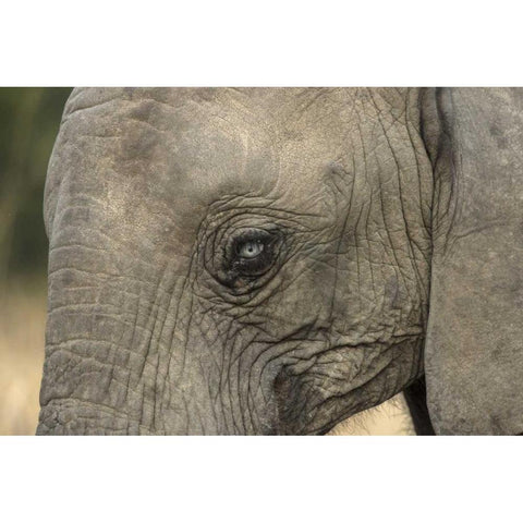 South Africa, Very rare blue-eyed elephant Gold Ornate Wood Framed Art Print with Double Matting by Zuckerman, Jim