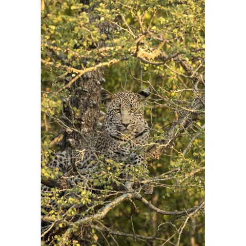 South Africa, Leopard cub hiding from hyenas White Modern Wood Framed Art Print by Zuckerman, Jim