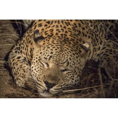 South Africa, Leopard sleeping at night White Modern Wood Framed Art Print by Zuckerman, Jim