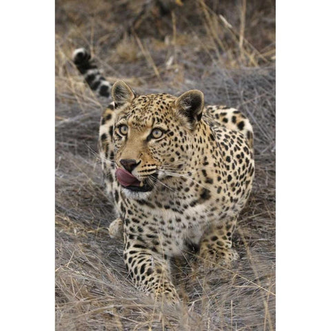 South Africa, Crouching leopard Black Modern Wood Framed Art Print by Zuckerman, Jim