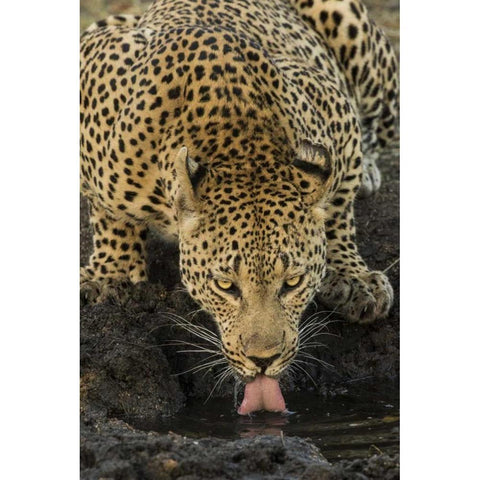 South Kruger NP Leopard drinking at waterhole White Modern Wood Framed Art Print by Zuckerman, Jim