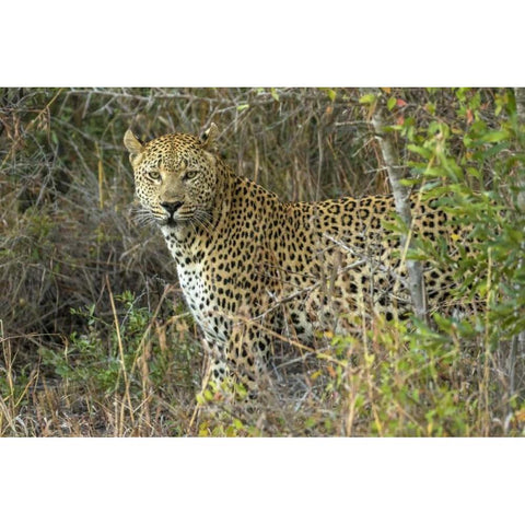 South Sabi Sabi Private Game Reserve Black Modern Wood Framed Art Print by Zuckerman, Jim