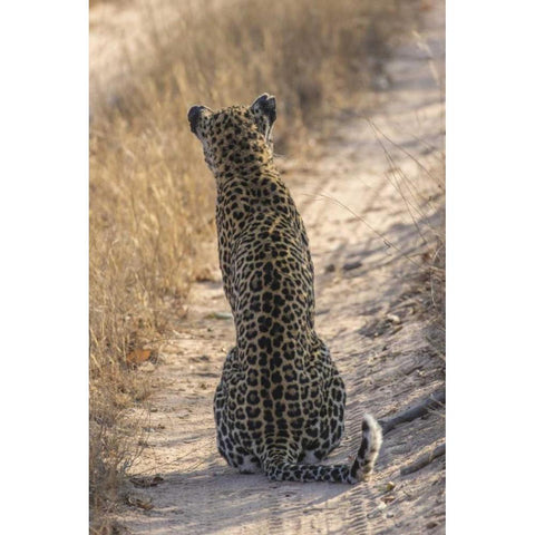 South Africa, Back of leopard sitting in road Black Modern Wood Framed Art Print by Zuckerman, Jim