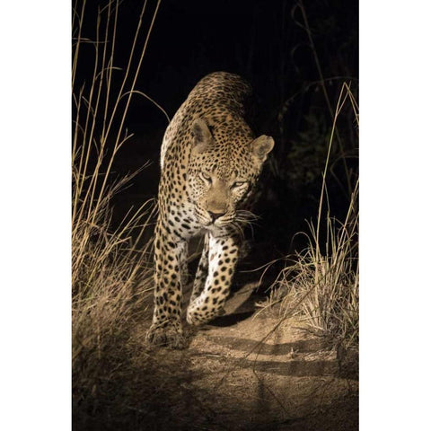 South Africa, Leopard walking trail at night Black Modern Wood Framed Art Print with Double Matting by Zuckerman, Jim