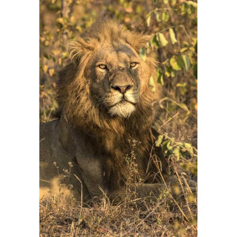 South Africa, Male lion resting Black Modern Wood Framed Art Print by Zuckerman, Jim