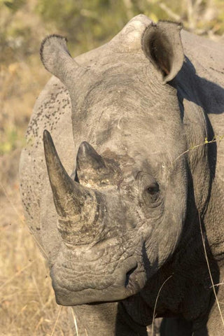 Hawaii Waves breaking on a black sand beach Black Ornate Wood Framed Art Print with Double Matting by Zuckerman, Jim