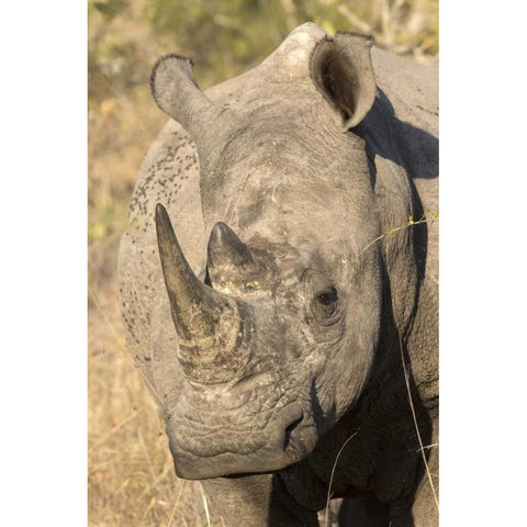 Hawaii Waves breaking on a black sand beach Black Modern Wood Framed Art Print with Double Matting by Zuckerman, Jim