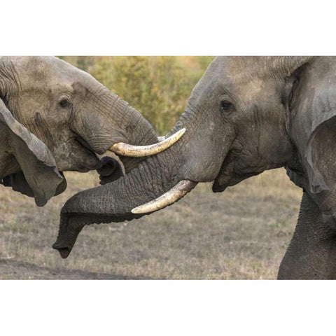 South Africa, Sparring elephants Black Modern Wood Framed Art Print by Zuckerman, Jim