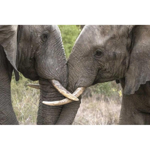 South Africa, Sparring elephants Black Modern Wood Framed Art Print with Double Matting by Zuckerman, Jim