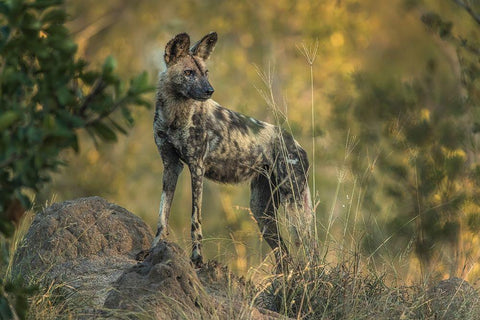 South Africa-Sabi Sabi Private Reserve Wild dog at sunrise Black Ornate Wood Framed Art Print with Double Matting by Jaynes Gallery