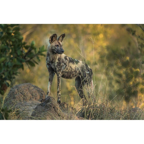 South Africa-Sabi Sabi Private Reserve Wild dog at sunrise Black Modern Wood Framed Art Print by Jaynes Gallery