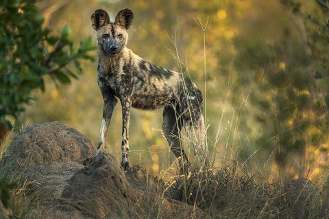 South Africa-Sabi Sabi Private Reserve Wild dog at sunrise White Modern Wood Framed Art Print with Double Matting by Jaynes Gallery