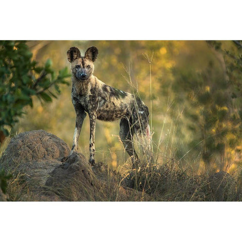 South Africa-Sabi Sabi Private Reserve Wild dog at sunrise Black Modern Wood Framed Art Print by Jaynes Gallery