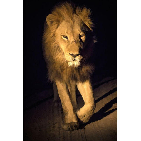 South Africa-Sabi Sabi Private Reserve Abstract of male lion walking White Modern Wood Framed Art Print by Jaynes Gallery