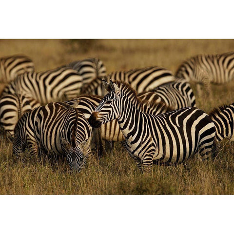 Burchells Zebra-Equus burchellii-Serengeti National Park-Tanzania-Africa Black Modern Wood Framed Art Print with Double Matting by Jones, Adam