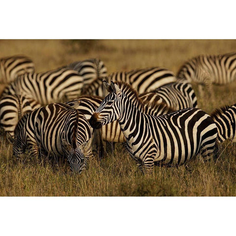 Burchells Zebra-Equus burchellii-Serengeti National Park-Tanzania-Africa Black Modern Wood Framed Art Print by Jones, Adam