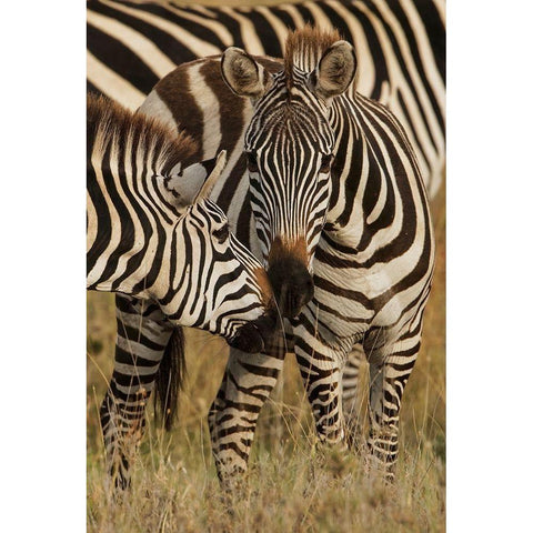 Burchells Zebra-Equus burchellii-Serengeti National Park-Tanzania-Africa White Modern Wood Framed Art Print by Jones, Adam