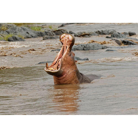 Hippopotamus making threat display-Hippopotamus amphibius-Serengeti National Park-Tanzania-Africa White Modern Wood Framed Art Print by Jones, Adam