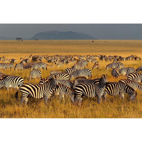 Zebras-Serengeti National Park-Tanzania Black Modern Wood Framed Art Print with Double Matting by Jones, Adam