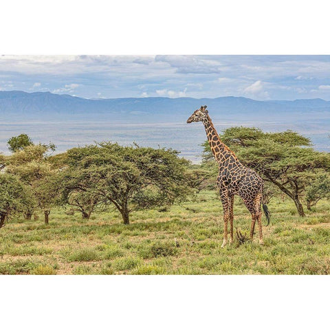 Masai Giraffe grazing on acacia tree-Ngorongoro Conservation Area-Tanzania-Arica Black Modern Wood Framed Art Print with Double Matting by Jones, Adam