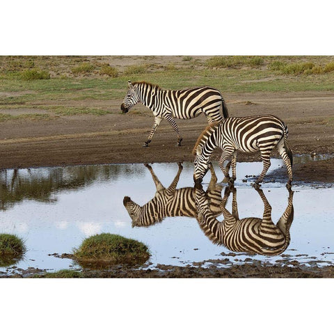 Burchells Zebra and reflection-Equus burchellii-Serengeti National Park-Tanzania-Africa Black Modern Wood Framed Art Print by Jones, Adam