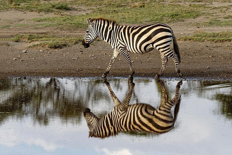Burchells Zebra and reflection-Equus burchellii-Serengeti National Park-Tanzania-Africa White Modern Wood Framed Art Print with Double Matting by Jones, Adam