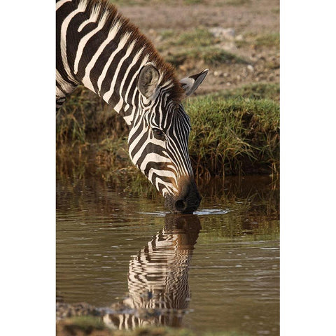 Burchells Zebra drinking and reflection in pool of water, Serengeti National Park-Tanzania Black Modern Wood Framed Art Print by Jones, Adam