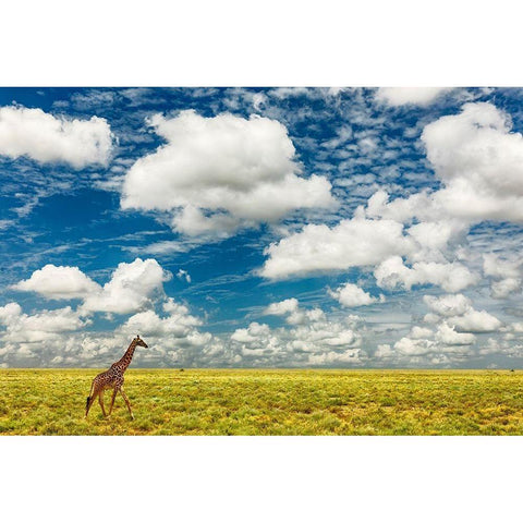 Masai Giraffe on open plains of Serengeti National Park-Tanzania-Africa-Giraffa White Modern Wood Framed Art Print by Jones, Adam